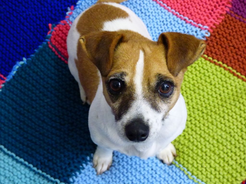 K11 Puddin', Utterly Captivating Jackhuahua Friends of the Dogs (Wales)